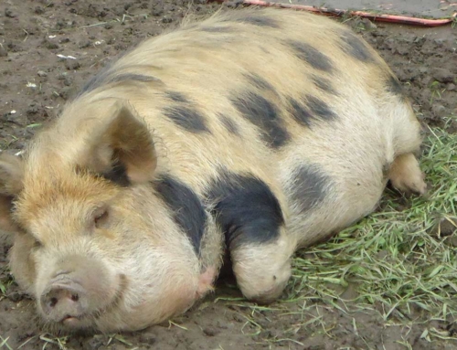 KuneKune Schweine