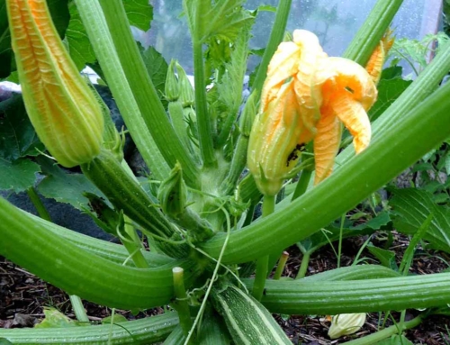 Zucchini